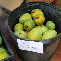 Excalibur Fruit Trees - Glenn mangoes