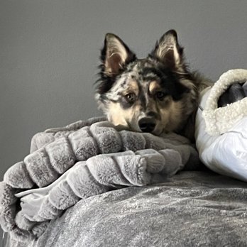 Animal Samaritans Veterinary Clinic Indio - Nami appreciates the care she receives here - Veterinarians Near Me - Indio, California Animal Samaritans Veterinary Clinic Indio - Nami appreciates the care she receives here - Veterinarians Near Me - Indio, California