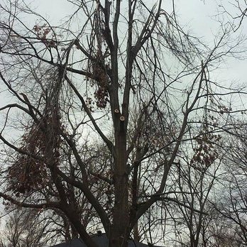 William's Tree Service - Tree Services Near Me - Baraboo, Wisconsin William's Tree Service - Tree Services Near Me - Baraboo, Wisconsin