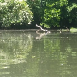 Terrapin Outdoor Center - You'll see a lot of turtles