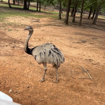 Cherokee Trace Drive Thru Safari - Parks Near Me - Jacksonville, Texas