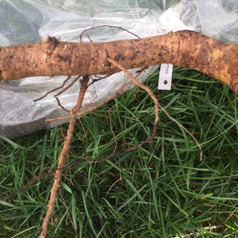Direct Gardening - Nurseries & Gardening Near Me - Bloomington, Illinois