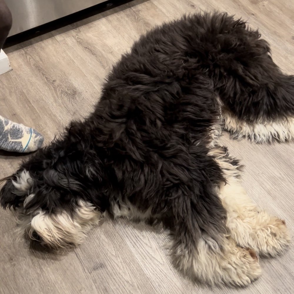 Paws A While - My dog before dropping him off for a bath - Pet Groomers Near Me - Manhattan Beach, California Paws A While - My dog before dropping him off for a bath - Pet Groomers Near Me - Manhattan Beach, California
