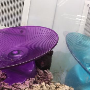 Petco - Pet Training Near Me - Murrieta, California Petco - Pet Training Near Me - Murrieta, California