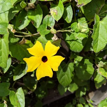 Golf Gardens - Beautiful flowers all around the course - Mini Golf Near Me - Avalon, California