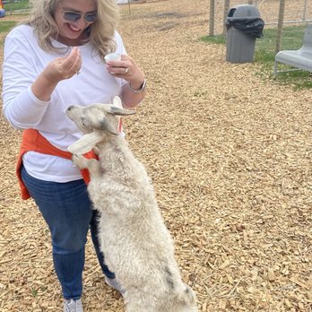 Goats of Glacier - Oh and this is Naughty, he's very friendly but he likes his snacks too! - Petting Zoos Near Me - Coram, Montana Goats of Glacier - Oh and this is Naughty, he's very friendly but he likes his snacks too! - Petting Zoos Near Me - Coram, Montana