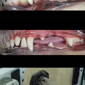 Bright N’ Shine Pet Dental - Before and after and my happy girl - Pet Services Near Me - Boca Raton, Florida Bright N’ Shine Pet Dental - Before and after and my happy girl - Pet Services Near Me - Boca Raton, Florida