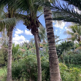 Broward Palms - Landscaping Near Me - Davie, Florida Broward Palms - Landscaping Near Me - Davie, Florida