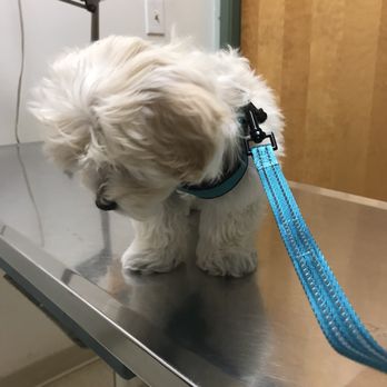 Canyon Veterinary Hospital - Veterinarians Near Me - Castro Valley, California Canyon Veterinary Hospital - Veterinarians Near Me - Castro Valley, California