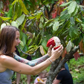 Lydgate Farms - Andrea opening the Cacao pod - Botanical Gardens Near Me - Kapaa, Hawaii Lydgate Farms - Andrea opening the Cacao pod - Botanical Gardens Near Me - Kapaa, Hawaii