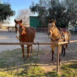 Parker's Equestrian Center - Buddies at the hitching rail