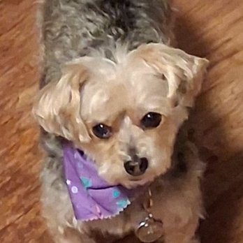 You Dirty Dog - Punky - Pet Groomers Near Me - N. Billerica, Massachusetts You Dirty Dog - Punky - Pet Groomers Near Me - N. Billerica, Massachusetts