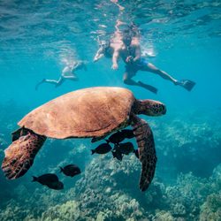 Makena Coast Charters - Memories are made at Turtle Town!