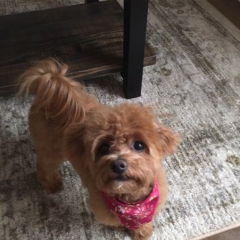 Red Hydrant Pet Spa and Botique - Pet Groomers Near Me - Lutz, Florida