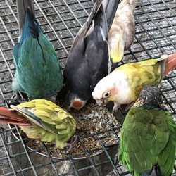 Gorgeous birds
