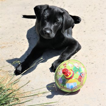 Inclan Pet and Supplies - Trooper at 8 weeks - Pet Breeders Near Me Inclan Pet and Supplies - Trooper at 8 weeks - Pet Breeders Near Me