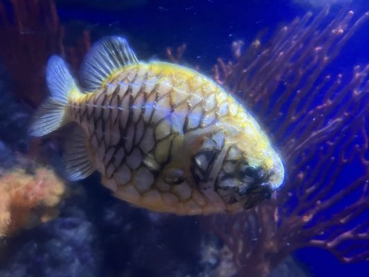 AQWA The Aquarium Of Western Australia by null