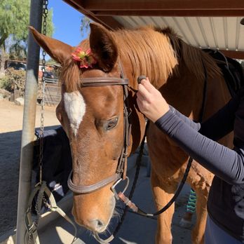Pathfinder Farm - Pathfinder pony getting bridled with a flower in forelock - Horseback Riding Near Me - San Marcos, California Pathfinder Farm - Pathfinder pony getting bridled with a flower in forelock - Horseback Riding Near Me - San Marcos, California