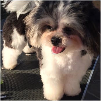 Napa Paw Spa - My Baby Chew - Pet Training Near Me Napa Paw Spa - My Baby Chew - Pet Training Near Me