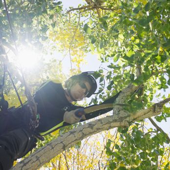 Evolve Tree Experts - Proper pruning practices. - Tree Services Near Me Evolve Tree Experts - Proper pruning practices. - Tree Services Near Me
