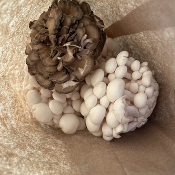 Mountain Meadow Mushrooms - Fresh murshrooms - Specialty Food Near Me - Escondido, California Mountain Meadow Mushrooms - Fresh murshrooms - Specialty Food Near Me - Escondido, California