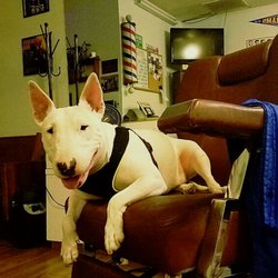 True Standard Barbershop - Margo the shop mascot!