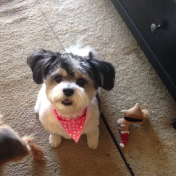 Splash Doggie - Look at this freshly groomed muppet! They did such a great job & so fast! - Pet Groomers Near Me - Burbank, California Splash Doggie - Look at this freshly groomed muppet! They did such a great job & so fast! - Pet Groomers Near Me - Burbank, California