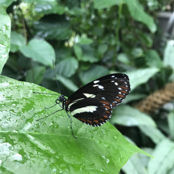 Butterfly Pavilion - Museums Near Me - Westminster, Colorado Butterfly Pavilion - Museums Near Me - Westminster, Colorado