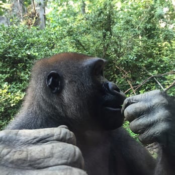 Bronx Zoo - Now that's close! - Zoos Near Me - Bronx, New York
