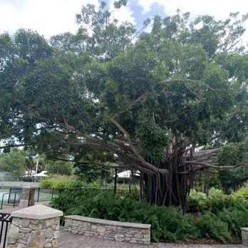 Memorial Park - A large tree with extensive branches and hanging roots is situated in a landscaped park area with stone and metal fencing. - Parks Near Me - Stuart, Florida