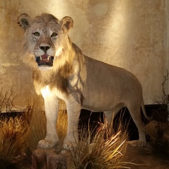 Clifton's Republic - Dioramas at Clifton's Cafeteria - Bars Near Me - Los Angeles, California