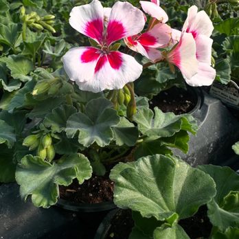 Triple A Farms - Nurseries & Gardening Near Me - Rockvale, Tennessee