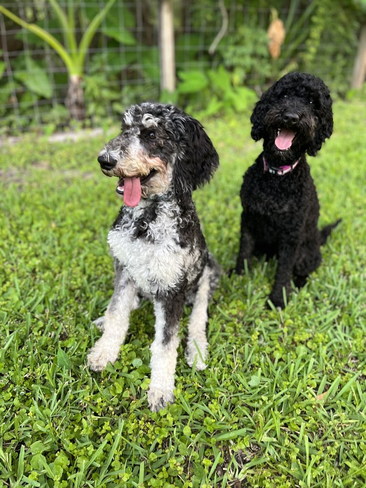 Muddy Acre Pups Image