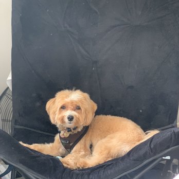 Bubbles & Biscuits Paw Spa - Short hair for the summer - Pet Groomers Near Me - Astoria, New York