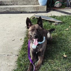 Bloom Dog Training - Koda staying in a down for 30 min with no one holding his leash ...he got plenty of treats after for being such a good boy!