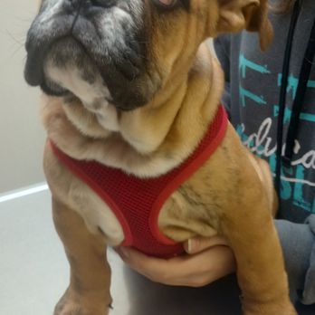 Eldridge Veterinary Clinic - Veterinarians Near Me - Eldridge, Iowa
