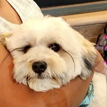 bark! bark! - Kuddles - Pet Groomers Near Me - Signal Hill, California bark! bark! - Kuddles - Pet Groomers Near Me - Signal Hill, California