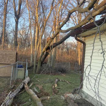 Airbourne Tree Service - Complete cut down - Landscaping Near Me Airbourne Tree Service - Complete cut down - Landscaping Near Me