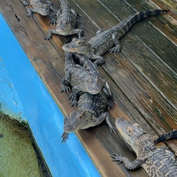 Alligator Adventure - Alligators - Amusement Parks Near Me - North Myrtle Beach, South Carolina Alligator Adventure - Alligators - Amusement Parks Near Me - North Myrtle Beach, South Carolina