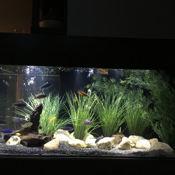 Custom Aquarium Services - Installed and maintained - Aquarium Services Near Me - Grayslake, Illinois