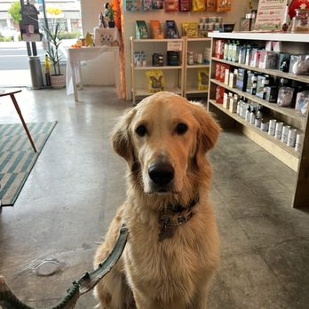 Hip Hound - Garbanzo visiting his fav shop - Pet Stores Near Me - Covina, California