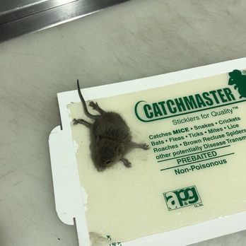 Unipest - Pest Control Near Me - Newhall, California