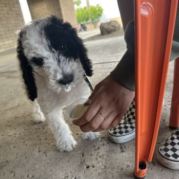 Window Coffee Bar - Bean's first Pup Cup - he approved.  5 Pup Cup - Coffee & Tea Near Me - Phoenix, Arizona