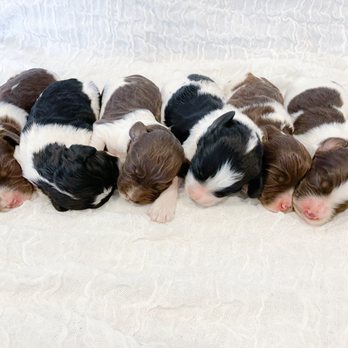 Sand Hollow Doodles - Pet Breeders Near Me - Parma, Idaho Sand Hollow Doodles - Pet Breeders Near Me - Parma, Idaho