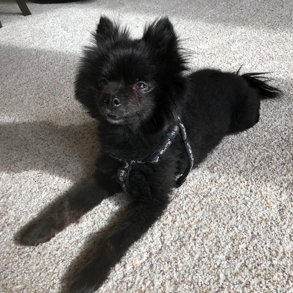 Underdog Pet Stylist - Look at my long legs! - Pet Groomers Near Me - Oxnard, California Underdog Pet Stylist - Look at my long legs! - Pet Groomers Near Me - Oxnard, California