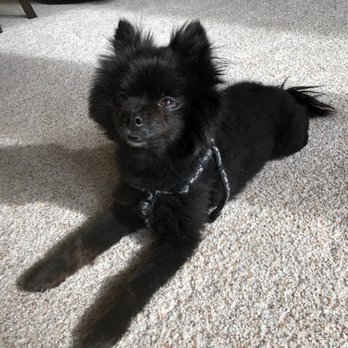 Underdog Pet Stylist - Look at my long legs! - Pet Groomers Near Me - Oxnard, California Underdog Pet Stylist - Look at my long legs! - Pet Groomers Near Me - Oxnard, California