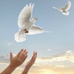 Show Me Doves - Dove Release