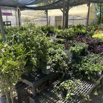 Round Rock Garden Center - Some greenery - Nurseries & Gardening Near Me - Round Rock, Texas Round Rock Garden Center - Some greenery - Nurseries & Gardening Near Me - Round Rock, Texas