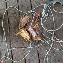 Trout College - Quick and easy instructions for all ages.