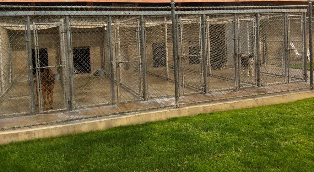 SCZYR KENNELS & CATTERY 18 Photos & 20 Reviews 7950 E Brundage Ln, Bakersfield, CA Yelp